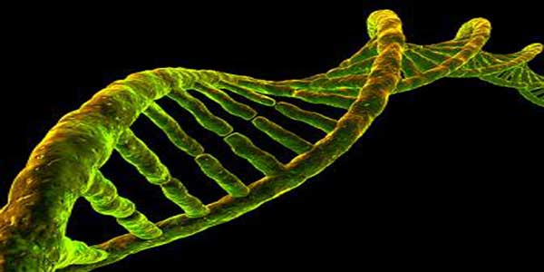 Gener spiral DNA